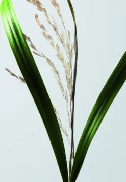 Shu Uemura Ultimate Reset Serum 30ml 2 Shu Uemura Ultimate Reset Serum 30ml -L'Oreal Verkoop 3474636610198 11 1