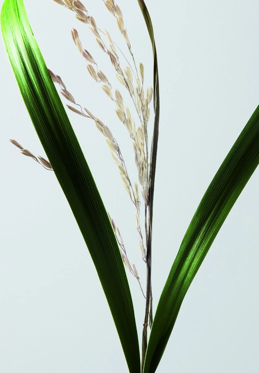 Shu Uemura Ultimate Reset Serum 30ml Shu Uemura Ultimate Reset Serum 30ml -L'Oreal Verkoop 3474636610198 11 1